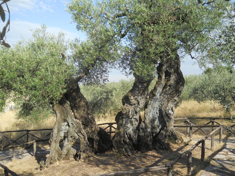 Trevi - Ulivo millenario di San Emiliano - Trevi - Millenary Olive Tree of San Emiliano